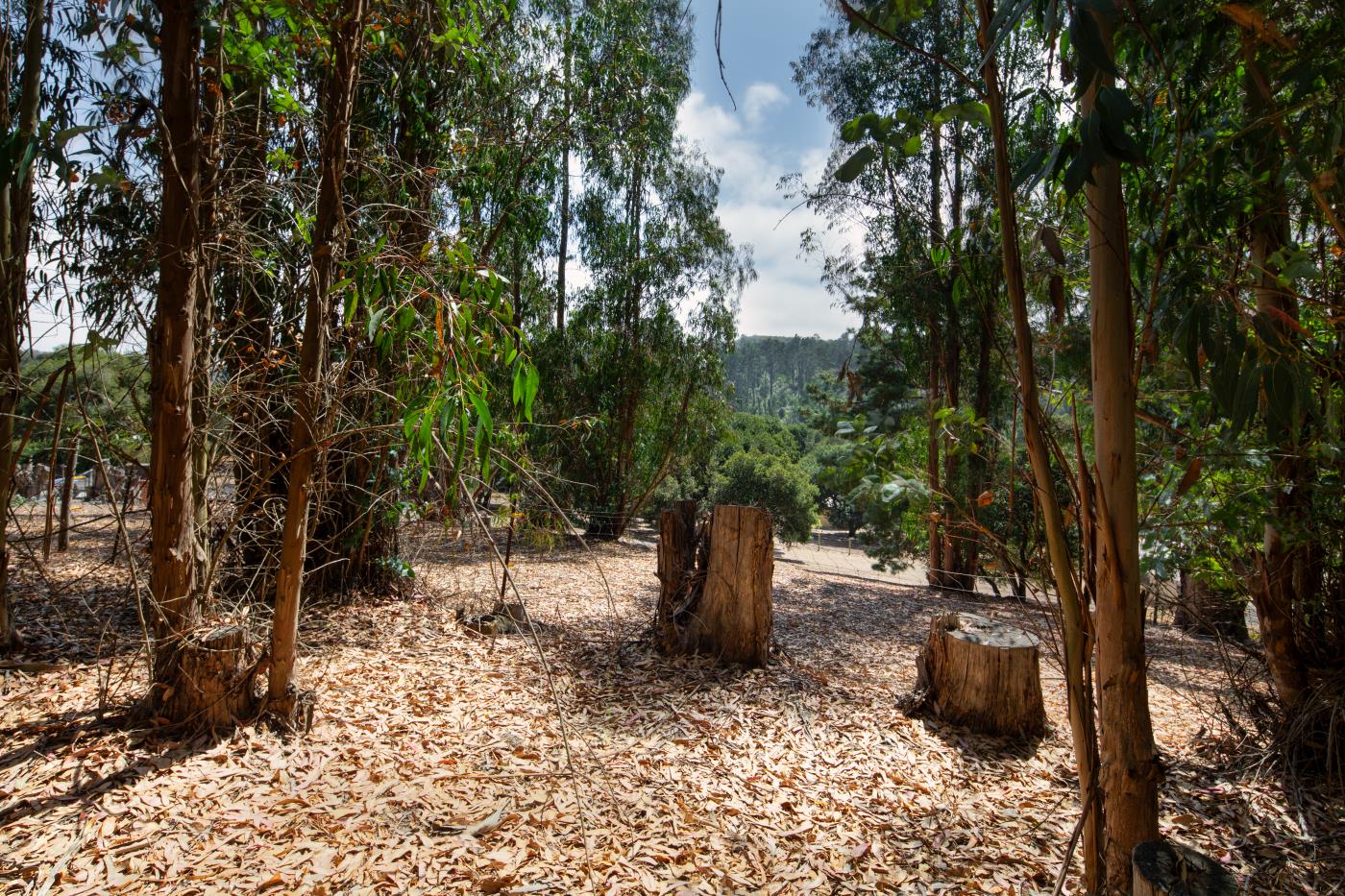7600 Pine Tree Way Salinas, CA 93907 - Photo 9 of 43 a view of a outdoor space
