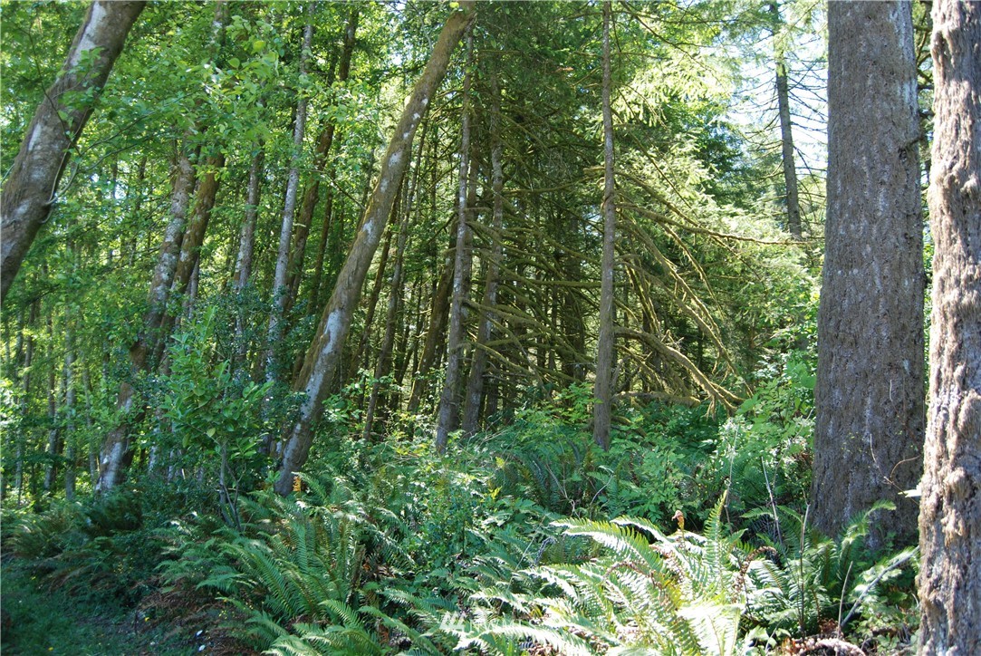 0 Cristler Road Chehalis, WA 98532 - Photo 2 of 6