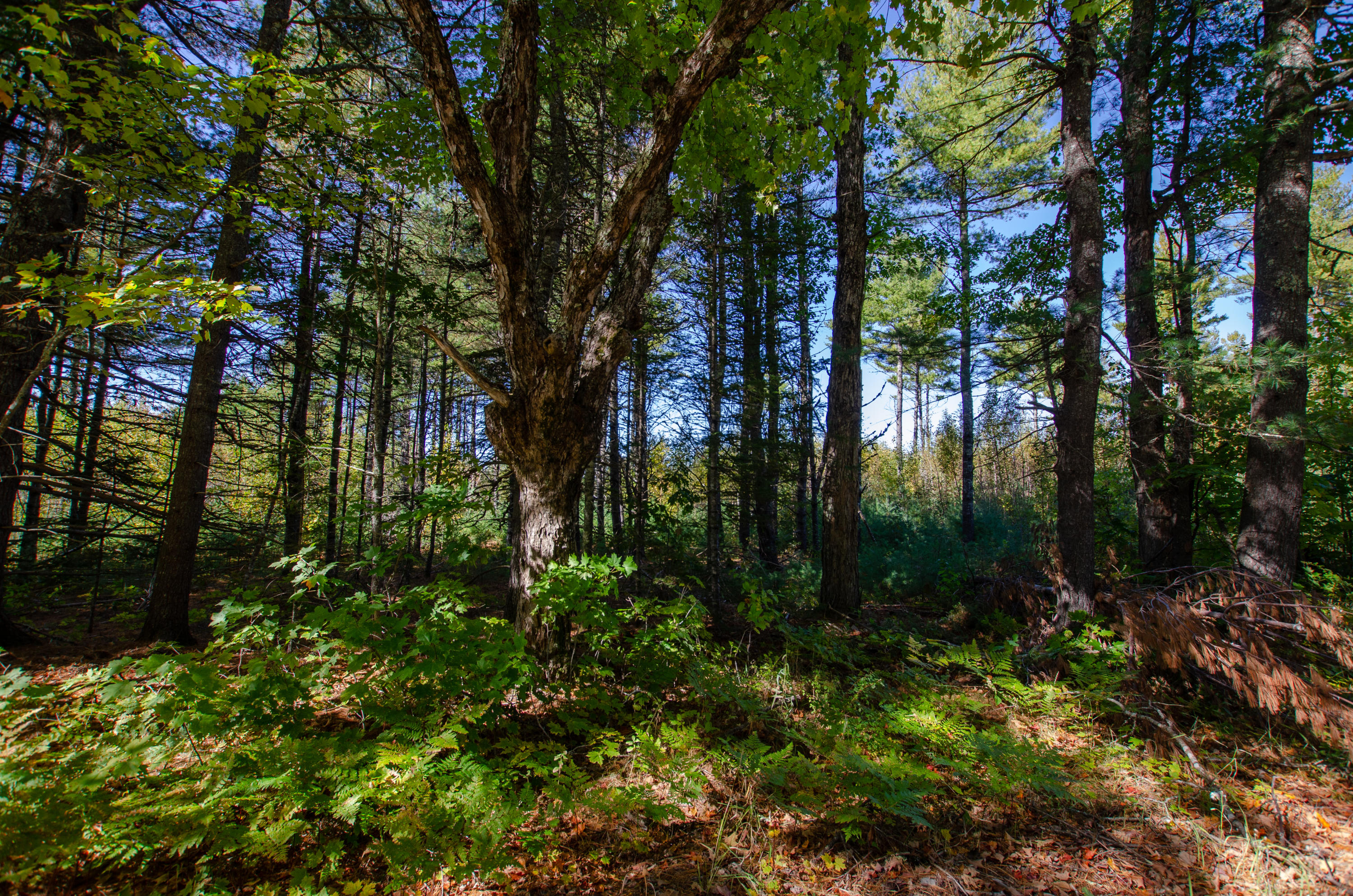 0 Goulds Ridge Road Greenbush, ME 04418 - Photo 4 of 5 Goulds Ridge
