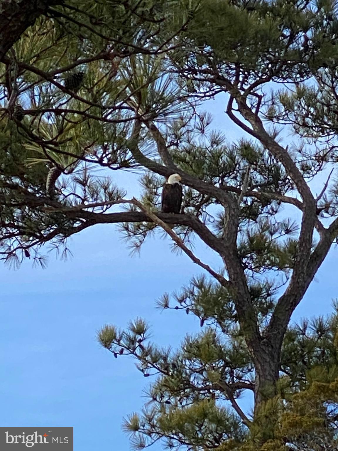 23212 Haines Point Road Chance, MD 21821 - Photo 54 of 57 Eagle in neighboring pine tree