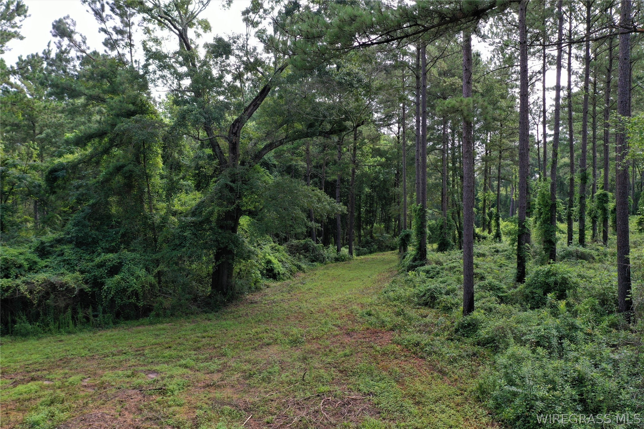 26775 Weaver Place Road Opp, AL 36467 - Photo 37 of 49 Gallery Image 37