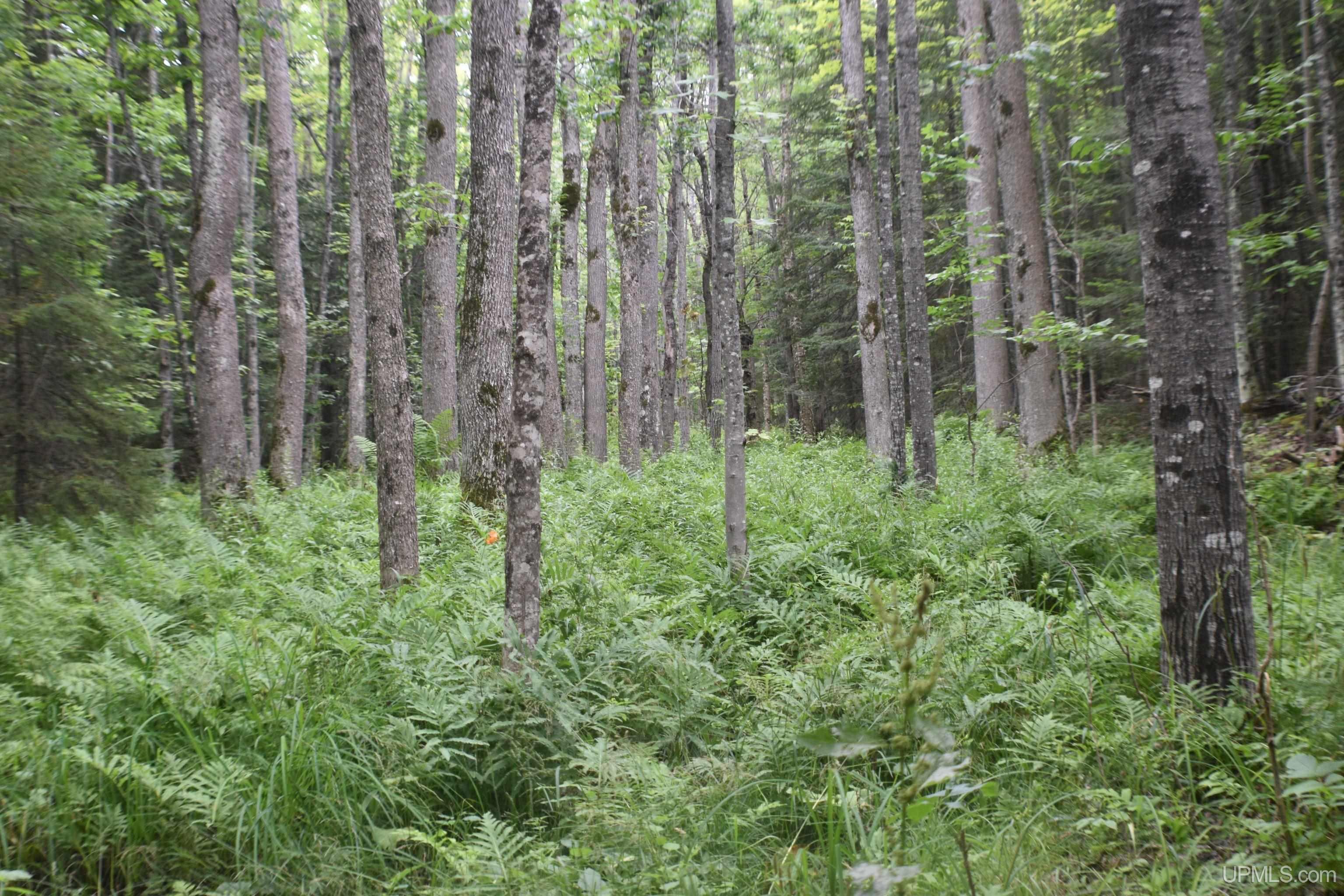 35200 L P Walsh Road Ontonagon, MI 49953 - Photo 9 of 15