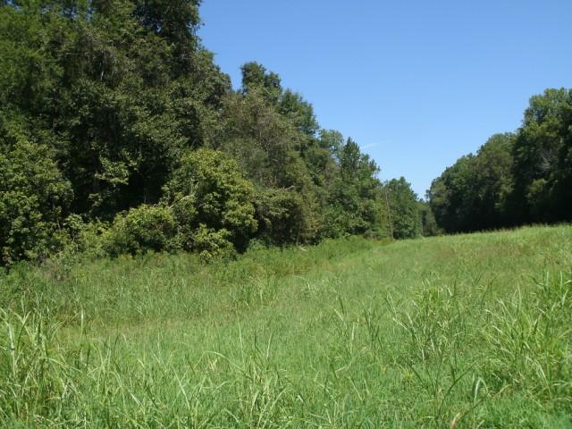 1498 North White Oak Road, Unit 4 Waverly, TN 37185 - Photo 9 of 9 Partial view of the open land on this tract.