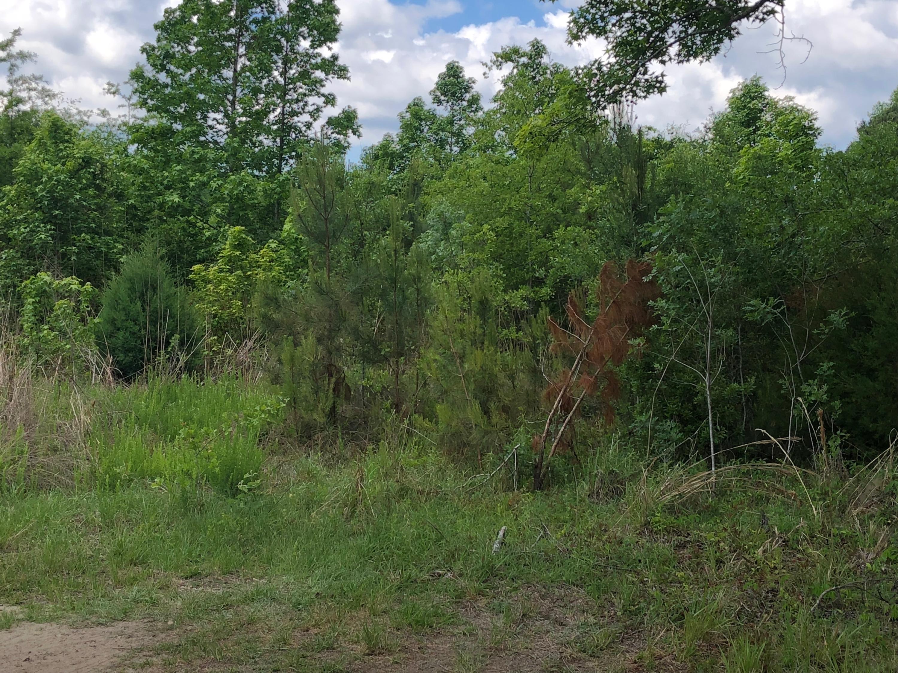 0 John Gatlin Road Bonneau, SC 29431 - Photo 1 of 5 IMG_0571