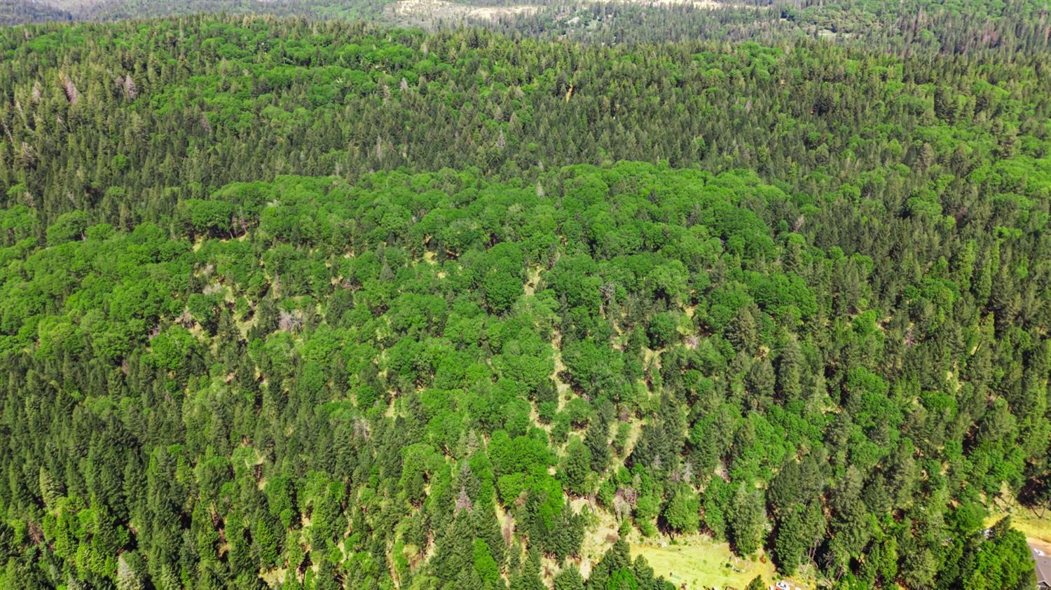 0 Sluice Box Lane Foresthill, CA 95631 - Photo 11 of 16 a view of a lush green forest
