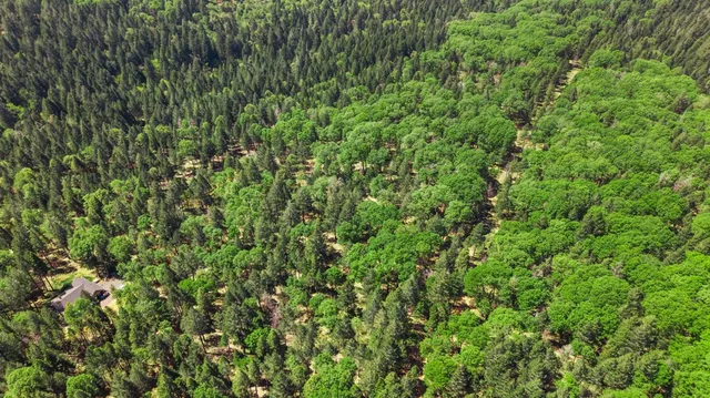 a view of a lush green forest
