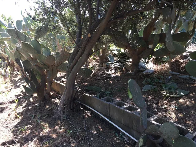 a view of a tree in a forest