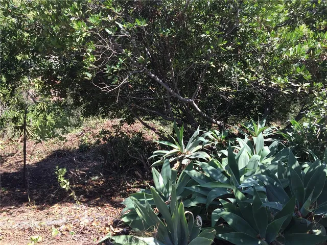 a view of a yard with a tree