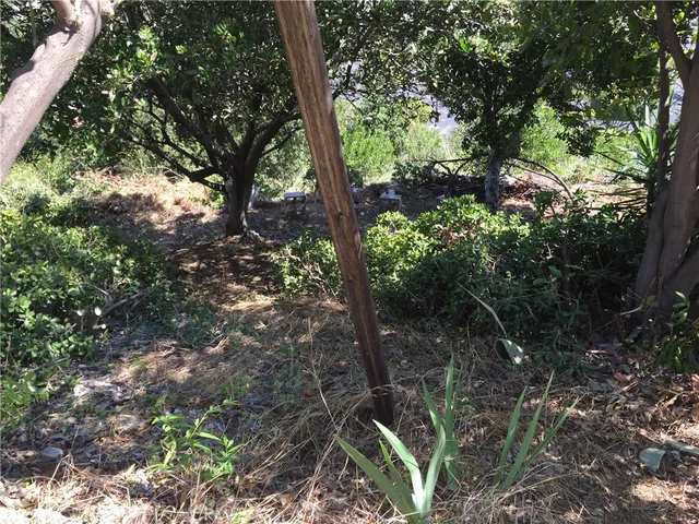 a view of a tree in a yard
