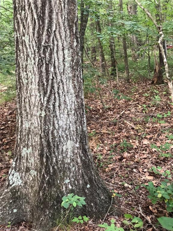 0 Homestead Road Trinity, NC 27370 - Photo 6 of 9 woods