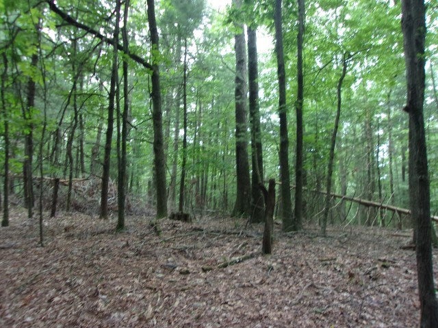 Tbd Old Barrett Road Ennice, NC 28623 - Photo 11 of 12 Gallery Image 11