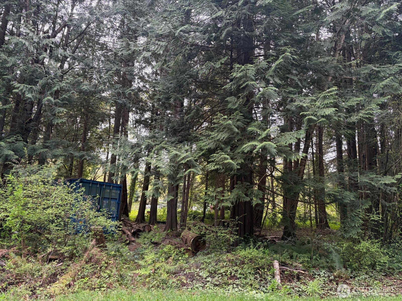 318 Madrona Place Point Roberts, WA 98281 - Photo 3 of 5 a view of a yard with large trees