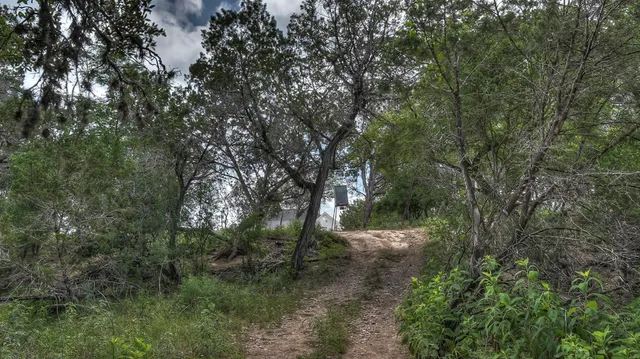 a view of a forest with trees in the background