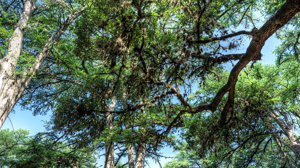 153 West P Holmes Leakey, TX 78873 - Photo 39 of 51