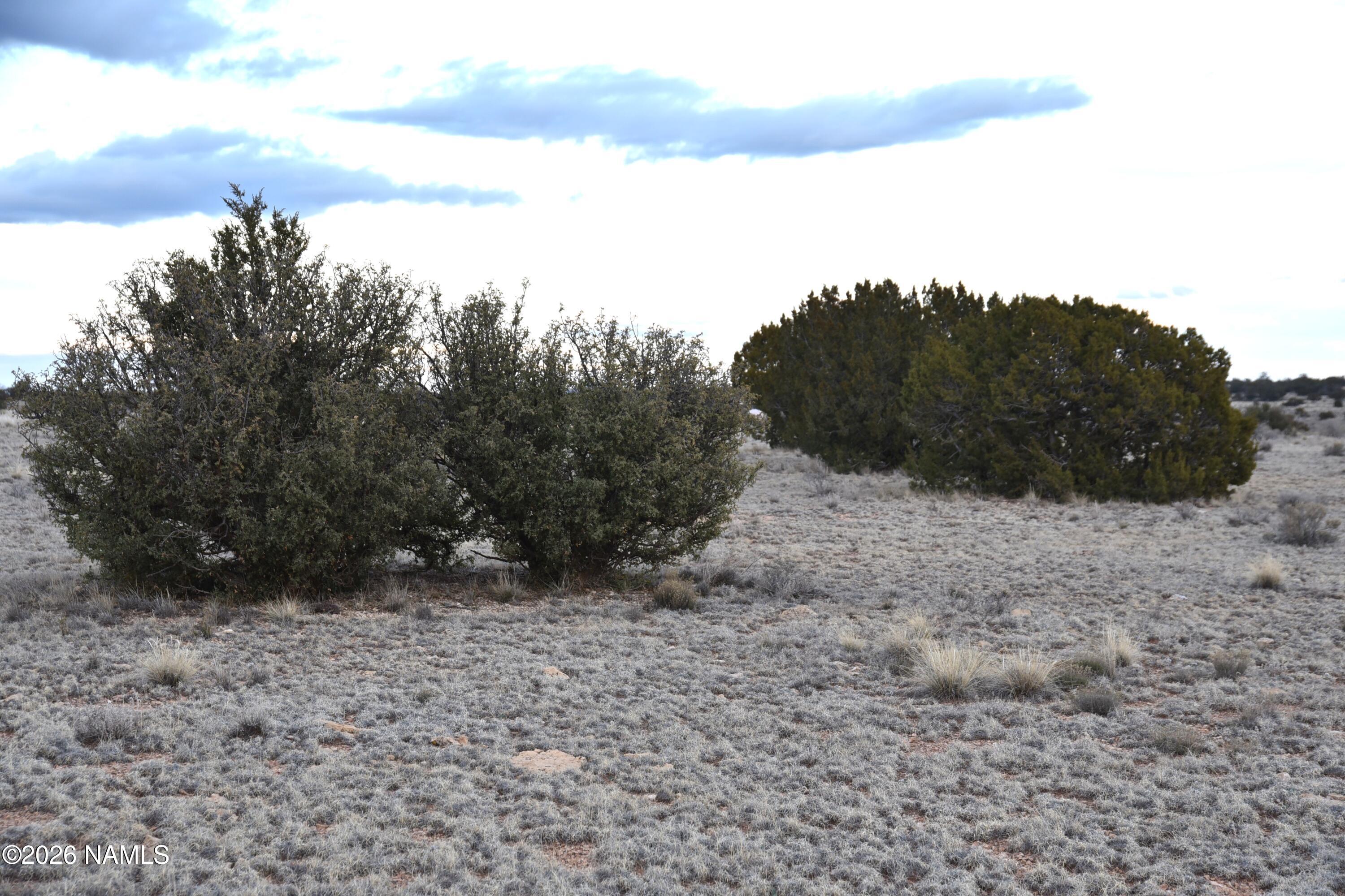 0 North Northland Road Williams, AZ 86046 - Photo 7 of 15 a view of a dry yard with trees in the background