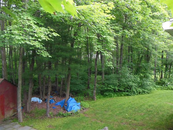 304 Edgewood Road West Springfield, MA 01089 - Photo 26 of 26 a view of a park with large trees and plants