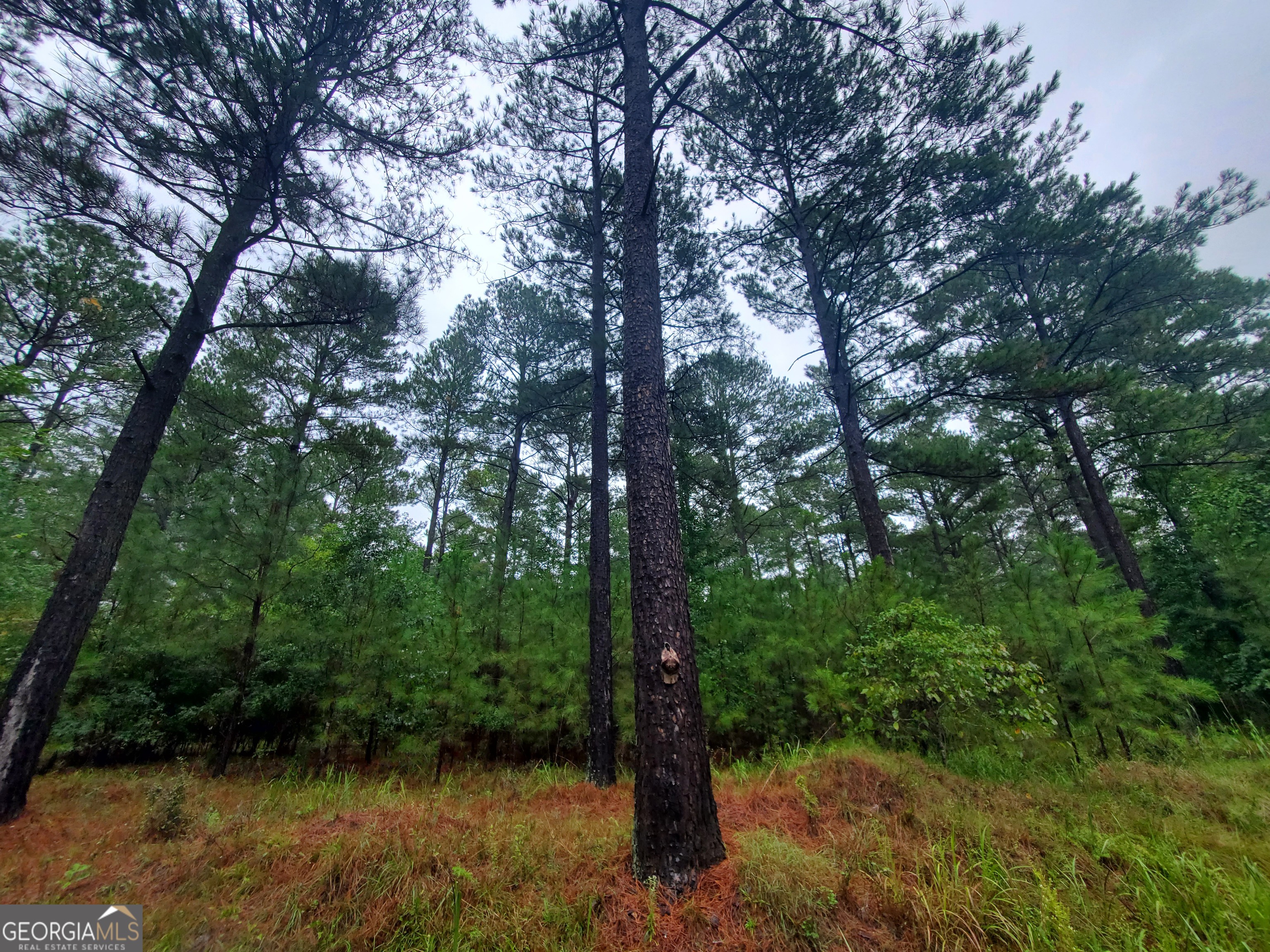 2 Smith Rocky Branch Road Carlton, GA 30627 - Photo 7 of 10