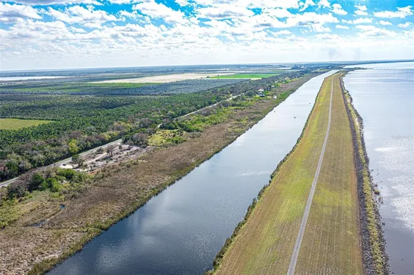 a view of a forest with a tree