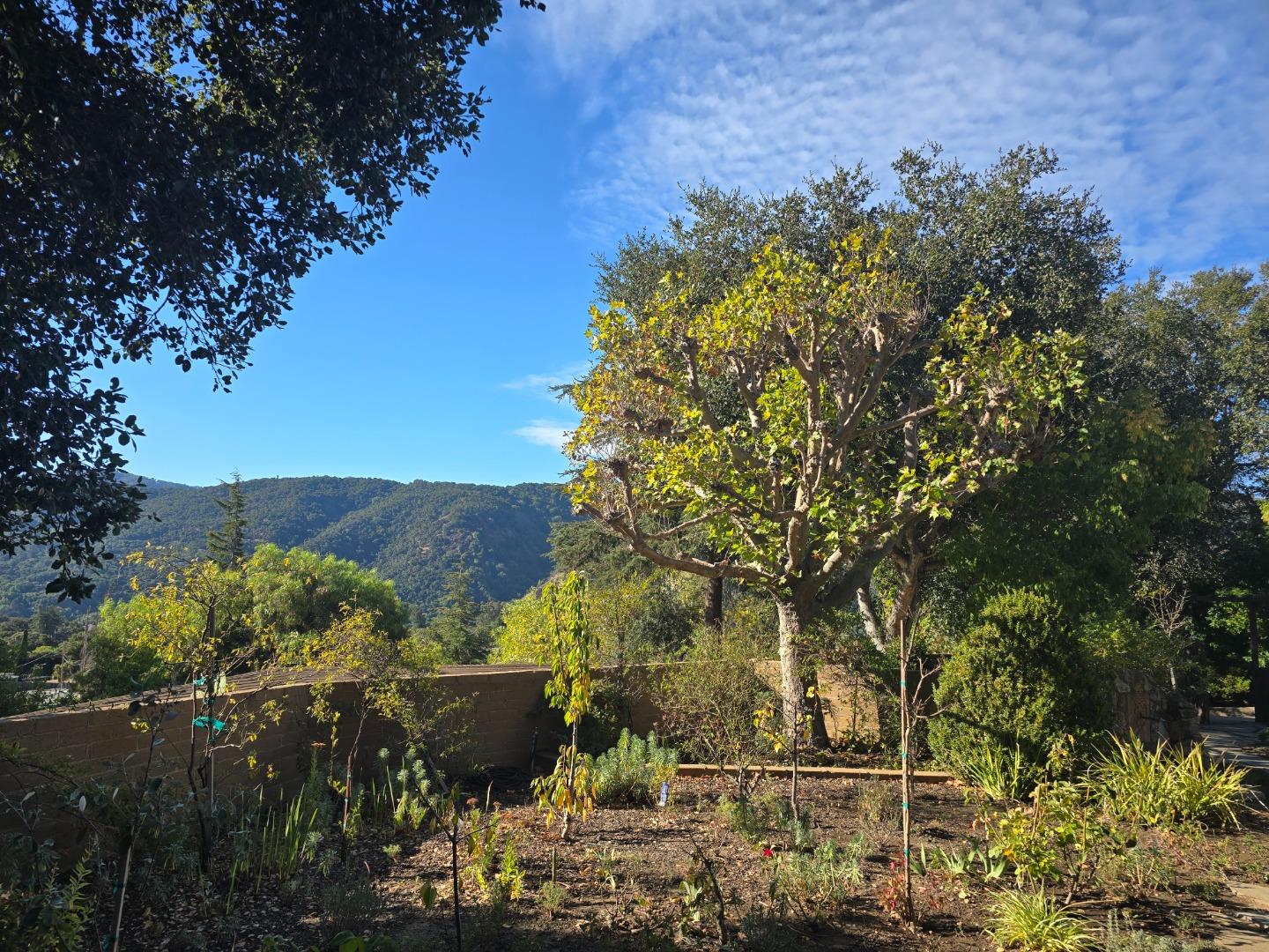 9 Story Road Carmel Valley, CA 93924 - Photo 8 of 60 a view of a garden with plants and large trees