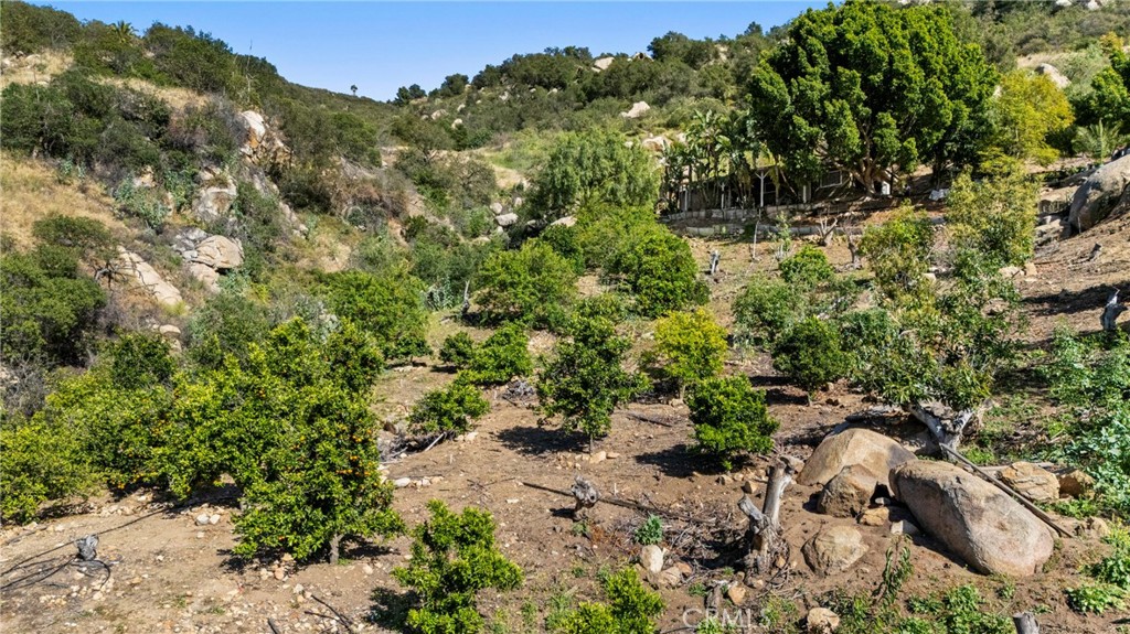 38942 Jubilee Way Fallbrook, CA 92028 - Photo 42 of 55 a view of a forest with a tree