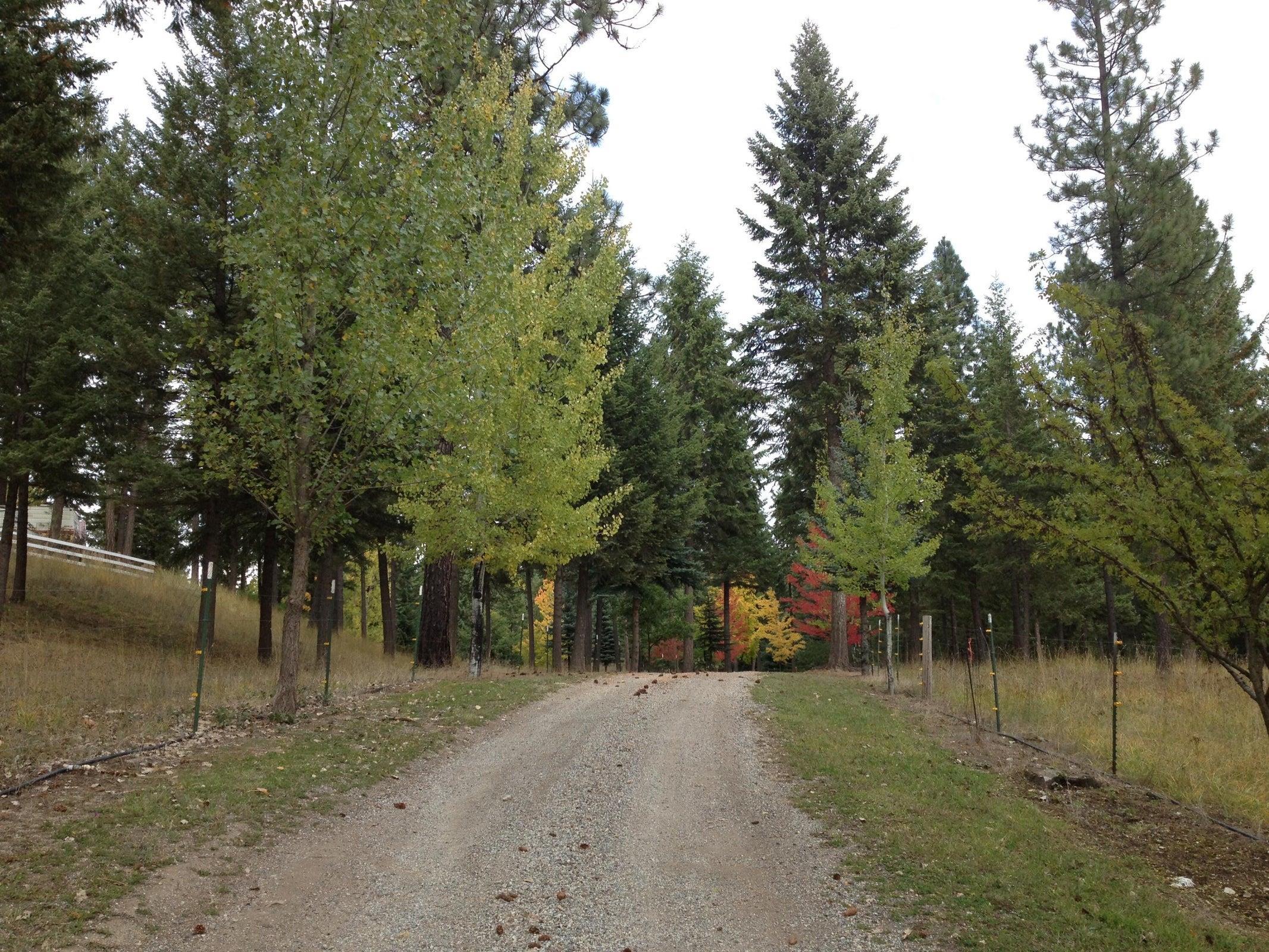 4151 Grouse Creek Road Loon Lake, WA 99148 - Photo 5 of 50