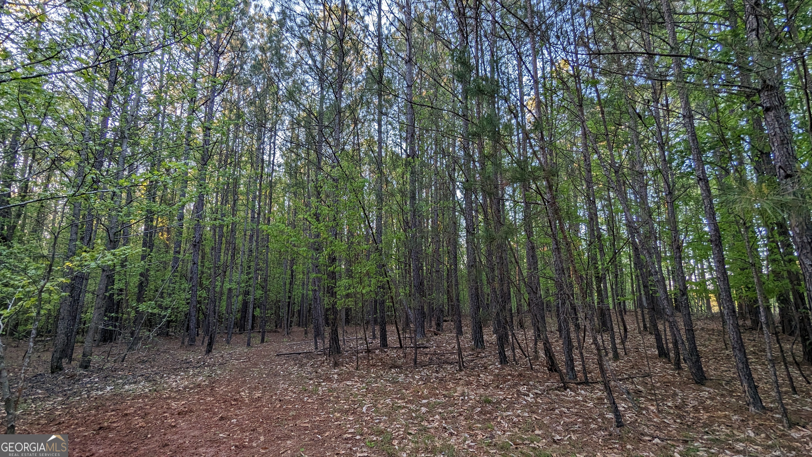 0 Hathcock Road, Unit TRACT 1 South Fulton, GA 30349 - Photo 3 of 4 Mixed forest across the 7-acre CUP-zoned tract offers privacy, shade, and natural character. Gently rolling terrain provides usable buildable land ideal for estate, modular, or small-scale residential development near Atlanta and ATL Airport.