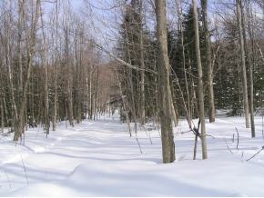 1319 French Settlement Road Lincoln, VT 05443 - Photo 3 of 5 Gallery Image 3