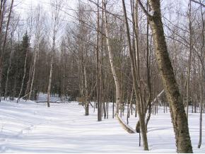 1319 French Settlement Road Lincoln, VT 05443 - Photo 4 of 5 Gallery Image 4