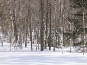 1319 French Settlement Road Lincoln, VT 05443 - Photo 5 of 5 Gallery Image 5