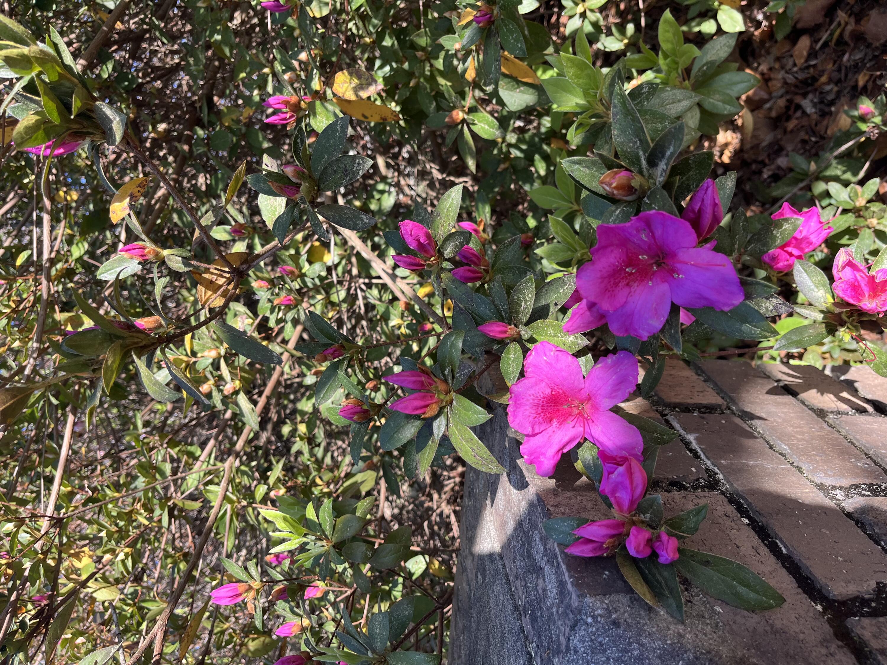 379 Chestnut Road Walterboro, SC 29488 - Photo 31 of 33 IMG_2875
