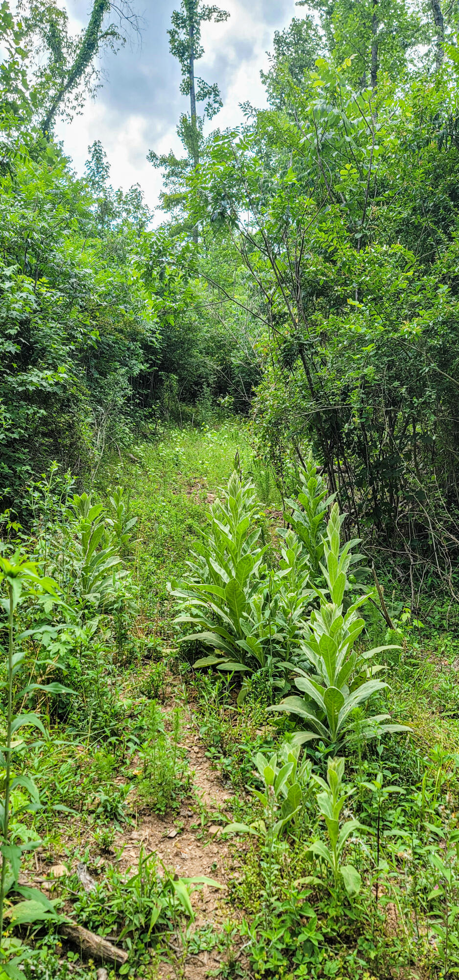10501 High Point Road Ooltewah, TN 37363 - Photo 13 of 28 Trail_Mullien-172631