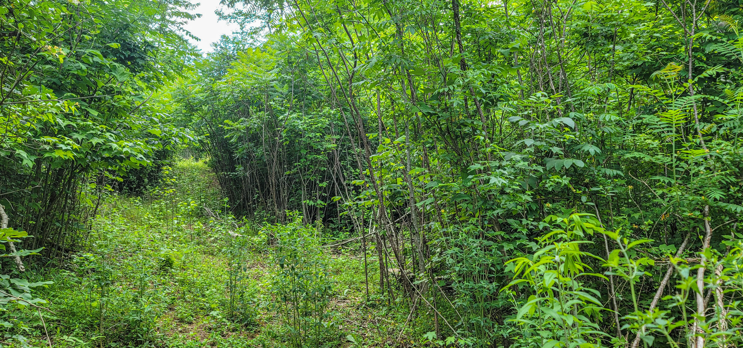 10501 High Point Road Ooltewah, TN 37363 - Photo 15 of 28 Trail_Wide-172756
