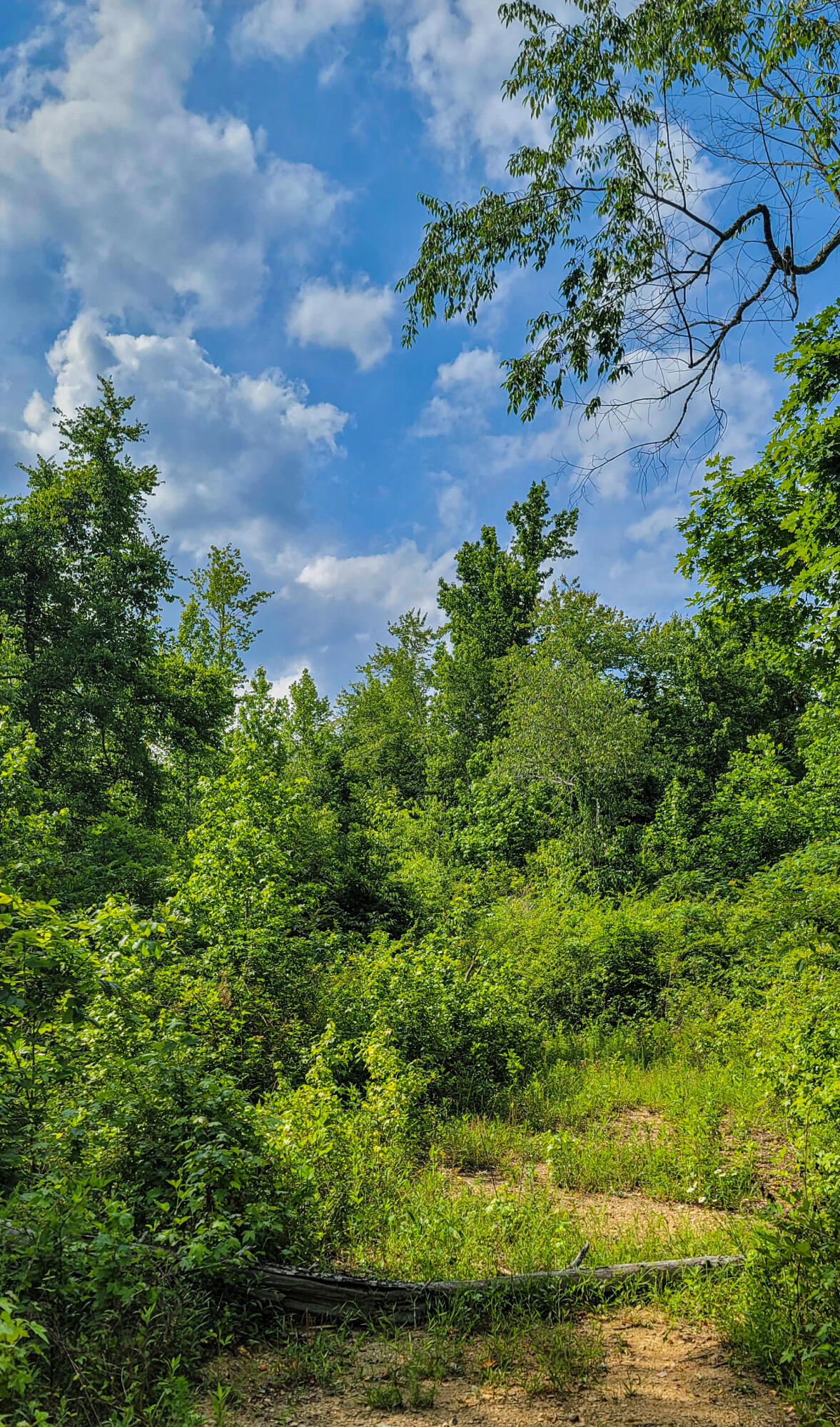 10501 High Point Road Ooltewah, TN 37363 - Photo 17 of 28 Trail-164350