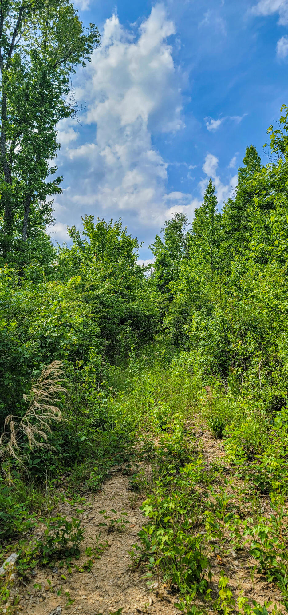 10501 High Point Road Ooltewah, TN 37363 - Photo 20 of 28 Trail-164648
