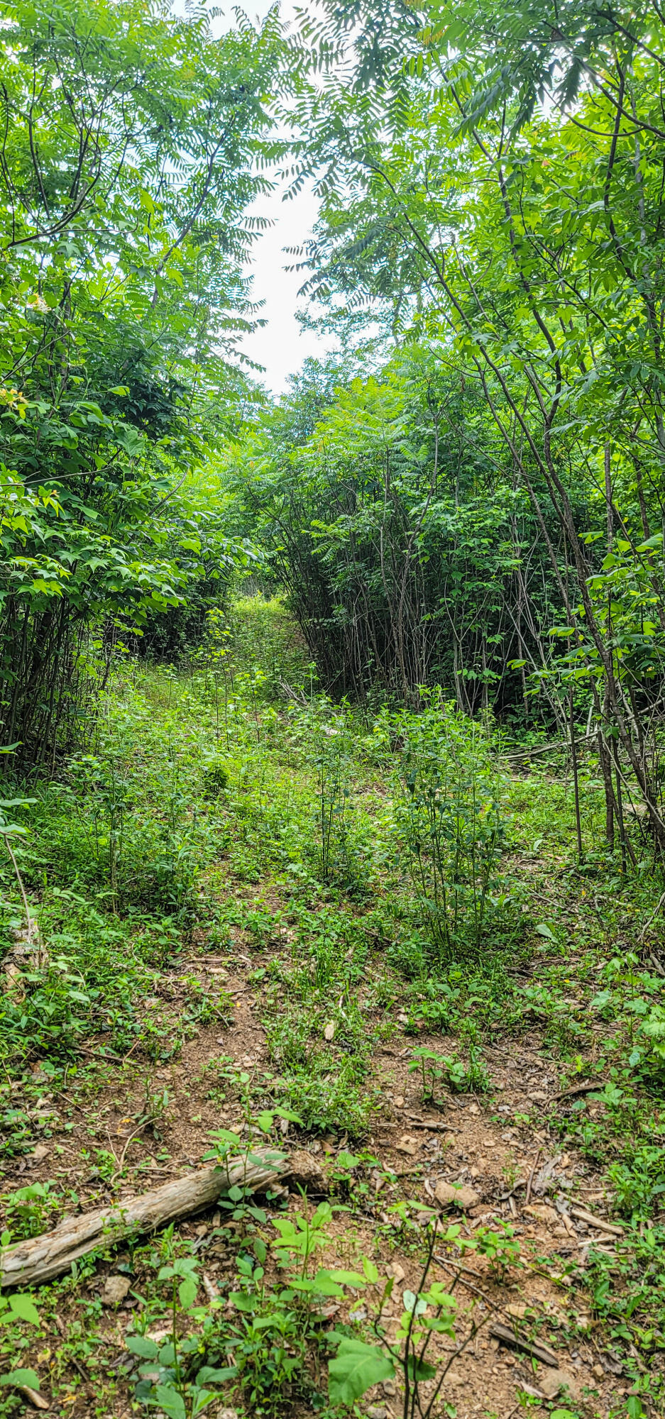 10501 High Point Road Ooltewah, TN 37363 - Photo 25 of 28 Trail-172753