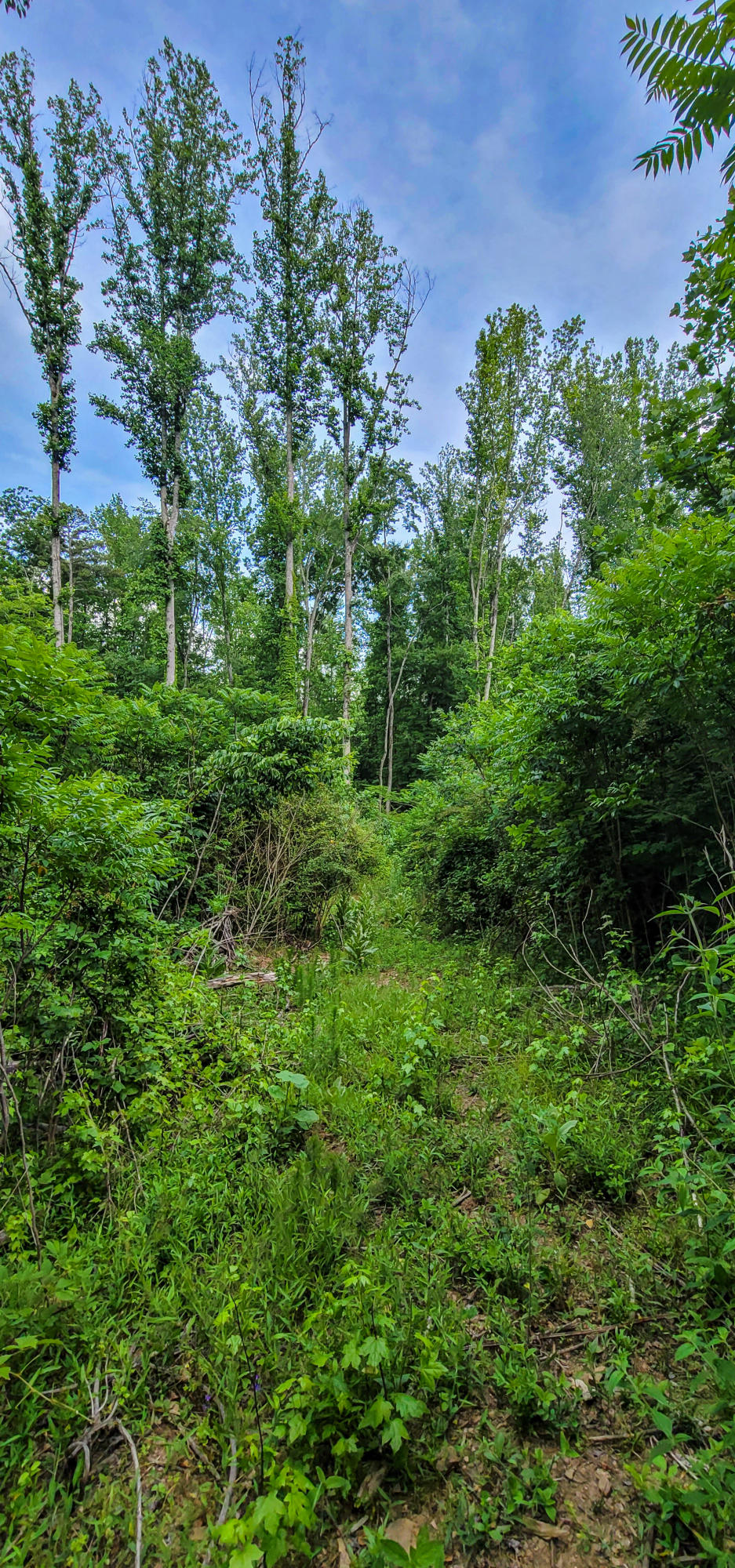 10501 High Point Road Ooltewah, TN 37363 - Photo 27 of 28 Trail-173511