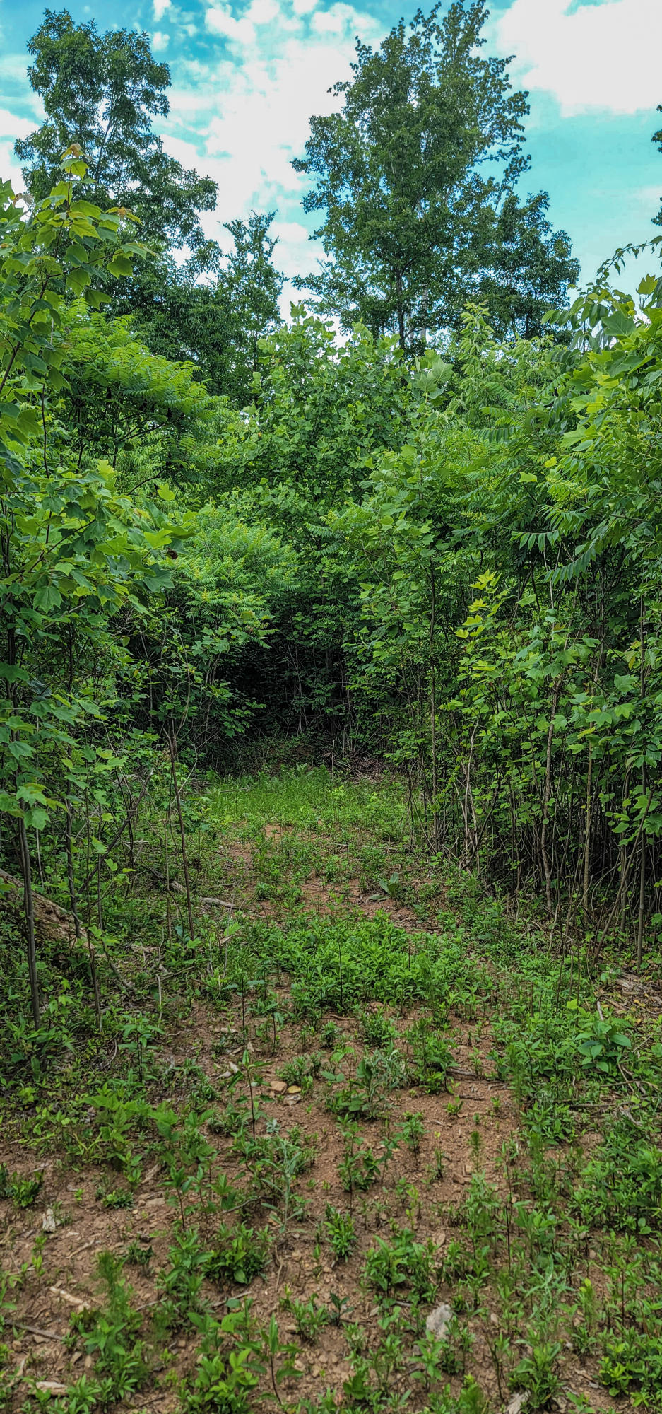 10501 High Point Road Ooltewah, TN 37363 - Photo 28 of 28 Yellow Flower-173127