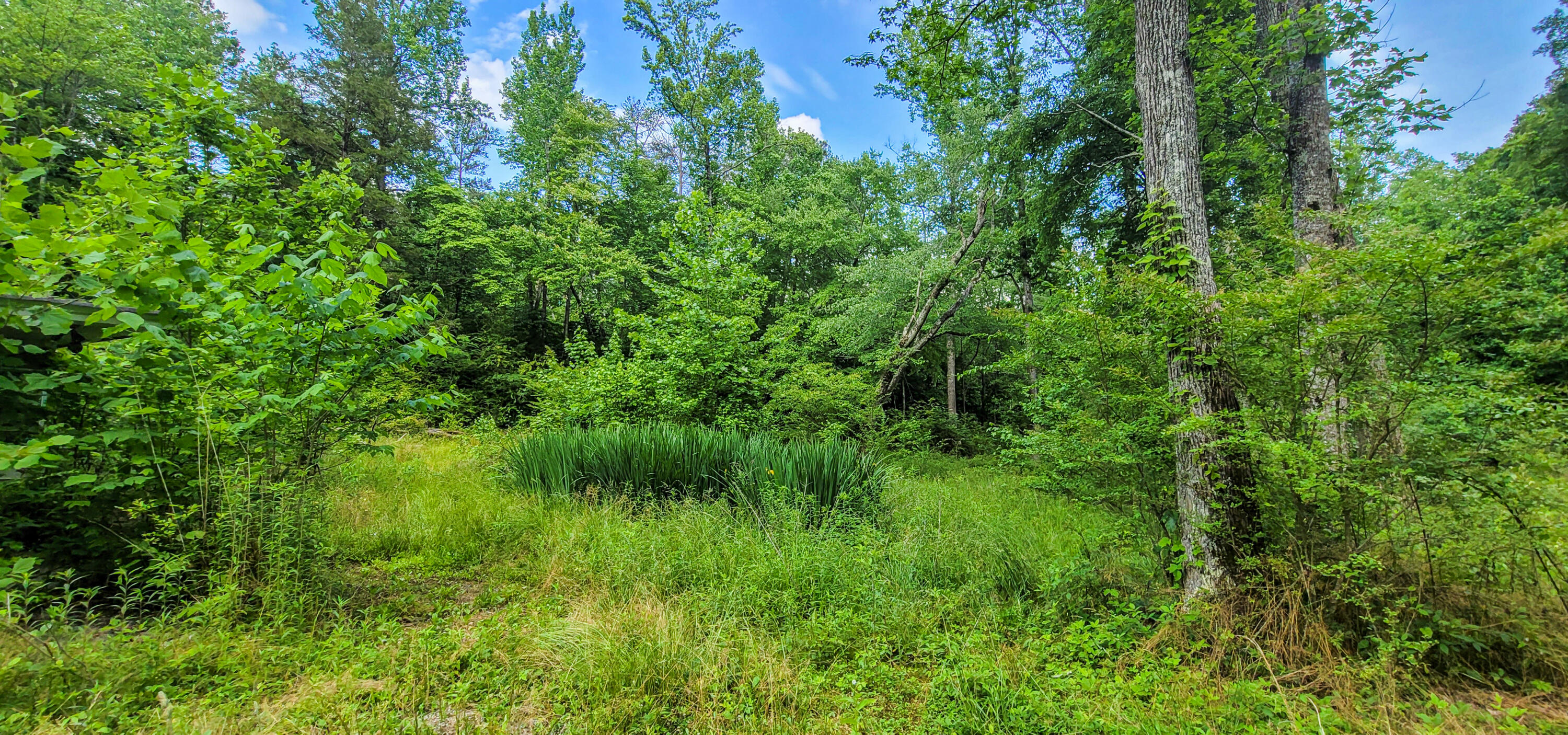 10501 High Point Road Ooltewah, TN 37363 - Photo 5 of 28 Landscaping-171858
