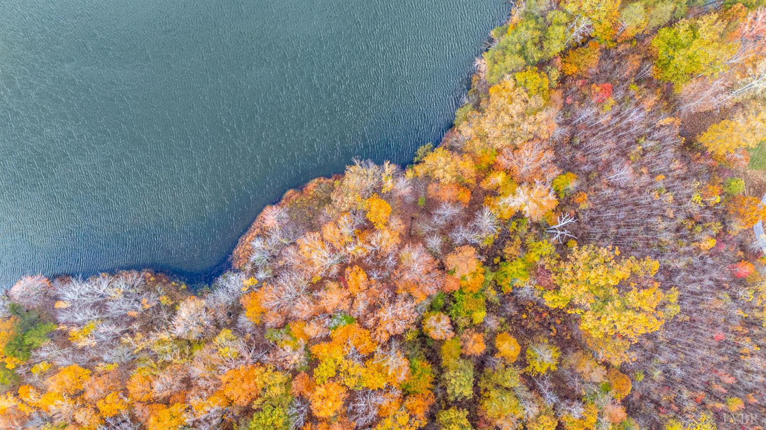 0 Pin Oak Road Prospect, VA 23960 - Photo 13 of 25 a close up of a plant