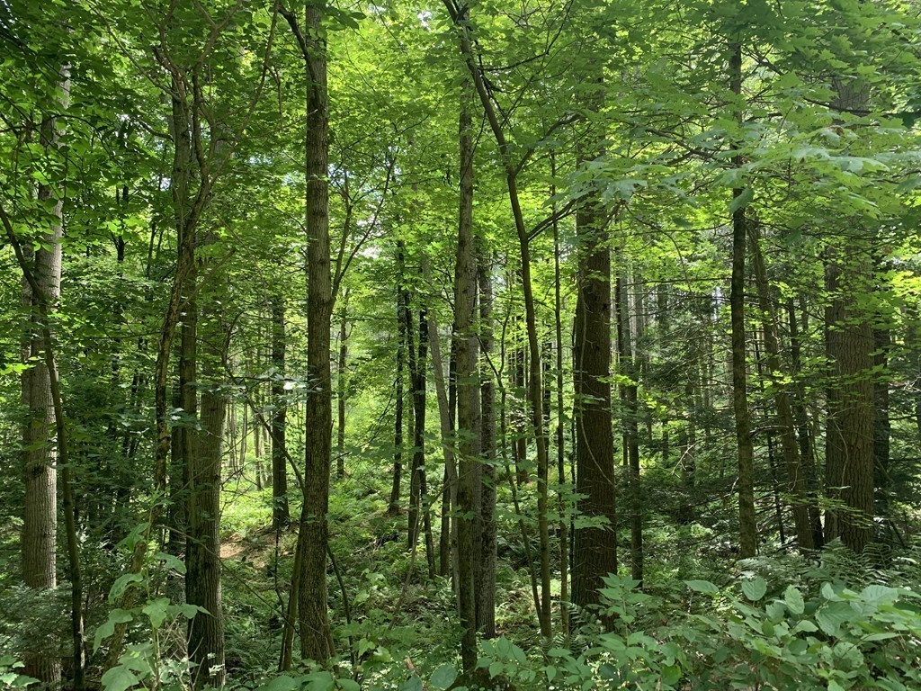 Lot 7 Bumstead Road Monson, MA 01057 - Photo 3 of 11 Gallery Image 3