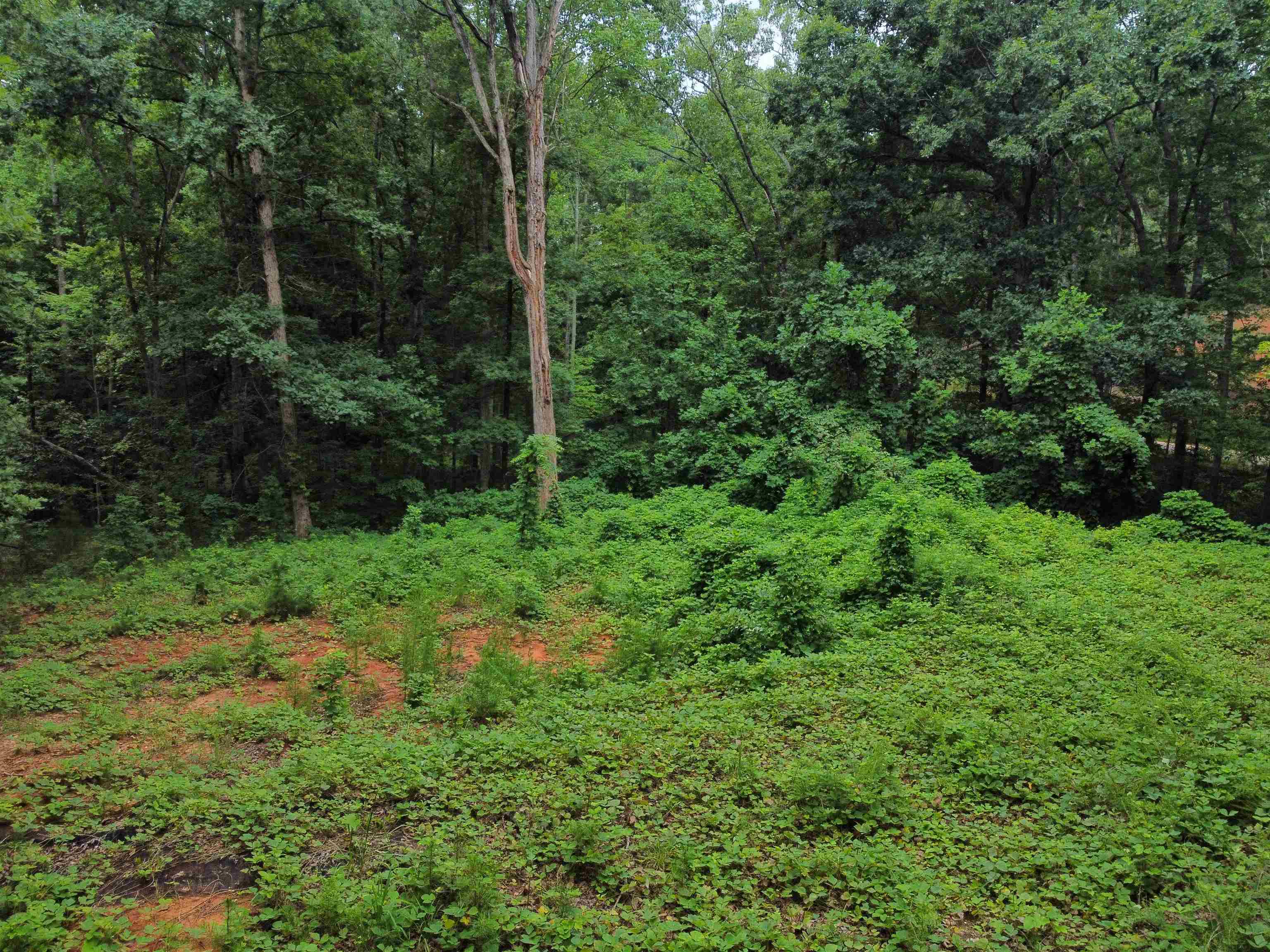200 Goforth Road Landrum, SC 29356 - Photo 6 of 13 Gallery Image 6
