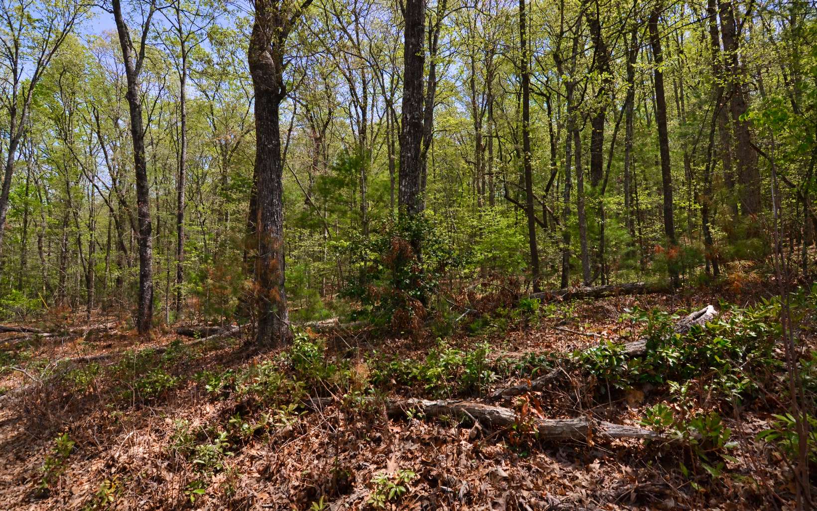 Longs Road Blue Ridge, GA 30513 - Photo 5 of 13 Additional View