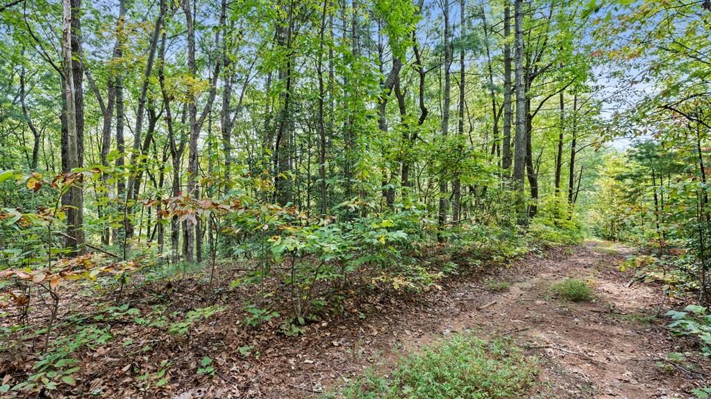 23 C Lake View Road Cherry Log, GA 30522 - Photo 11 of 11 a view of a garden with plants