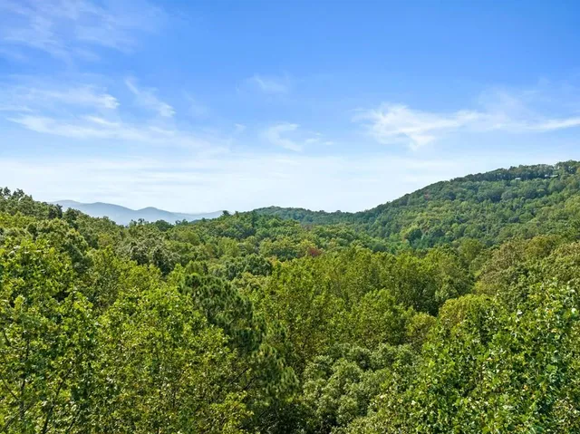 a view of a large trees with lots of bushes