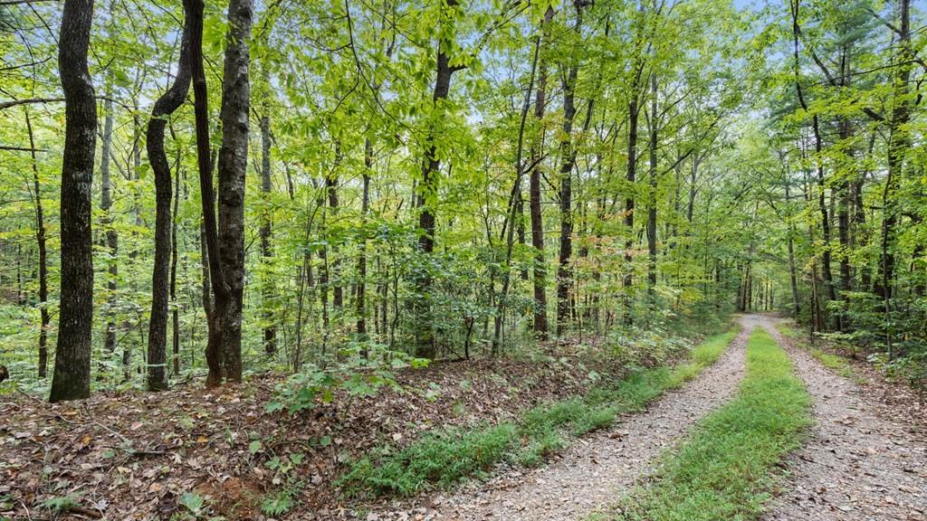 23 C Lake View Road Cherry Log, GA 30522 - Photo 7 of 11 a big yard with lots of trees