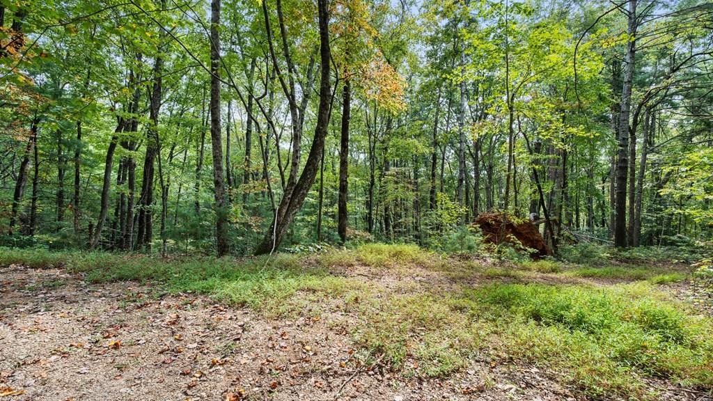 23 C Lake View Road Cherry Log, GA 30522 - Photo 8 of 11 a view of a forest with trees in the background
