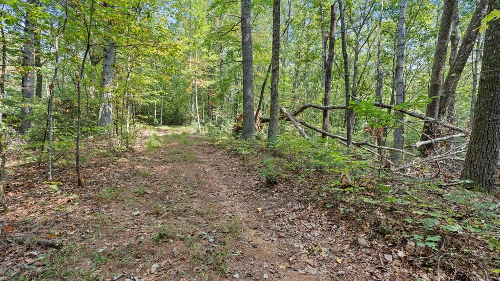 23 C Lake View Road Cherry Log, GA 30522 - Photo 10 of 11 a big yard with lots of green space and deers