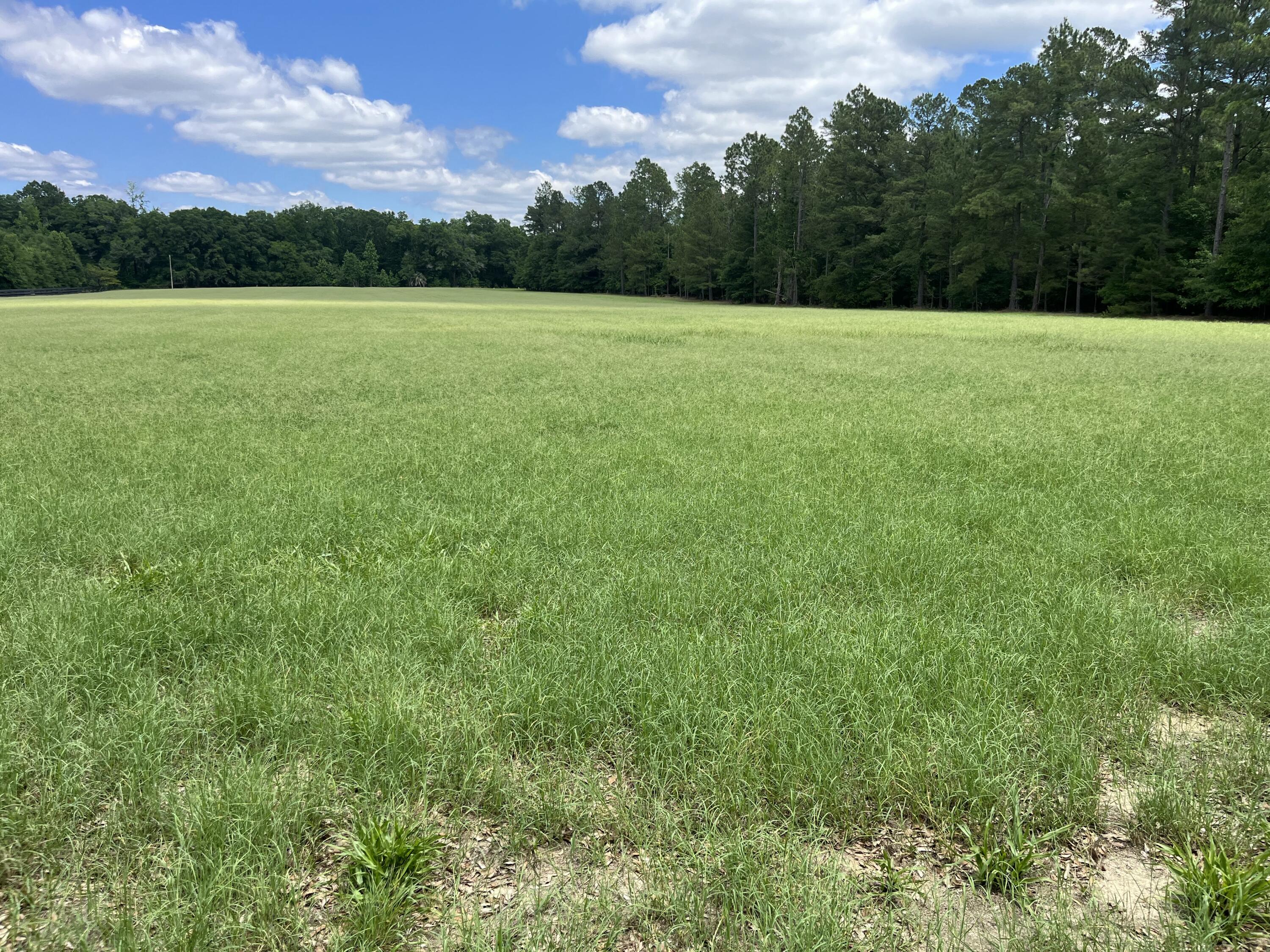 1114 Lott Bluff Road Blackville, SC 29817 - Photo 120 of 164