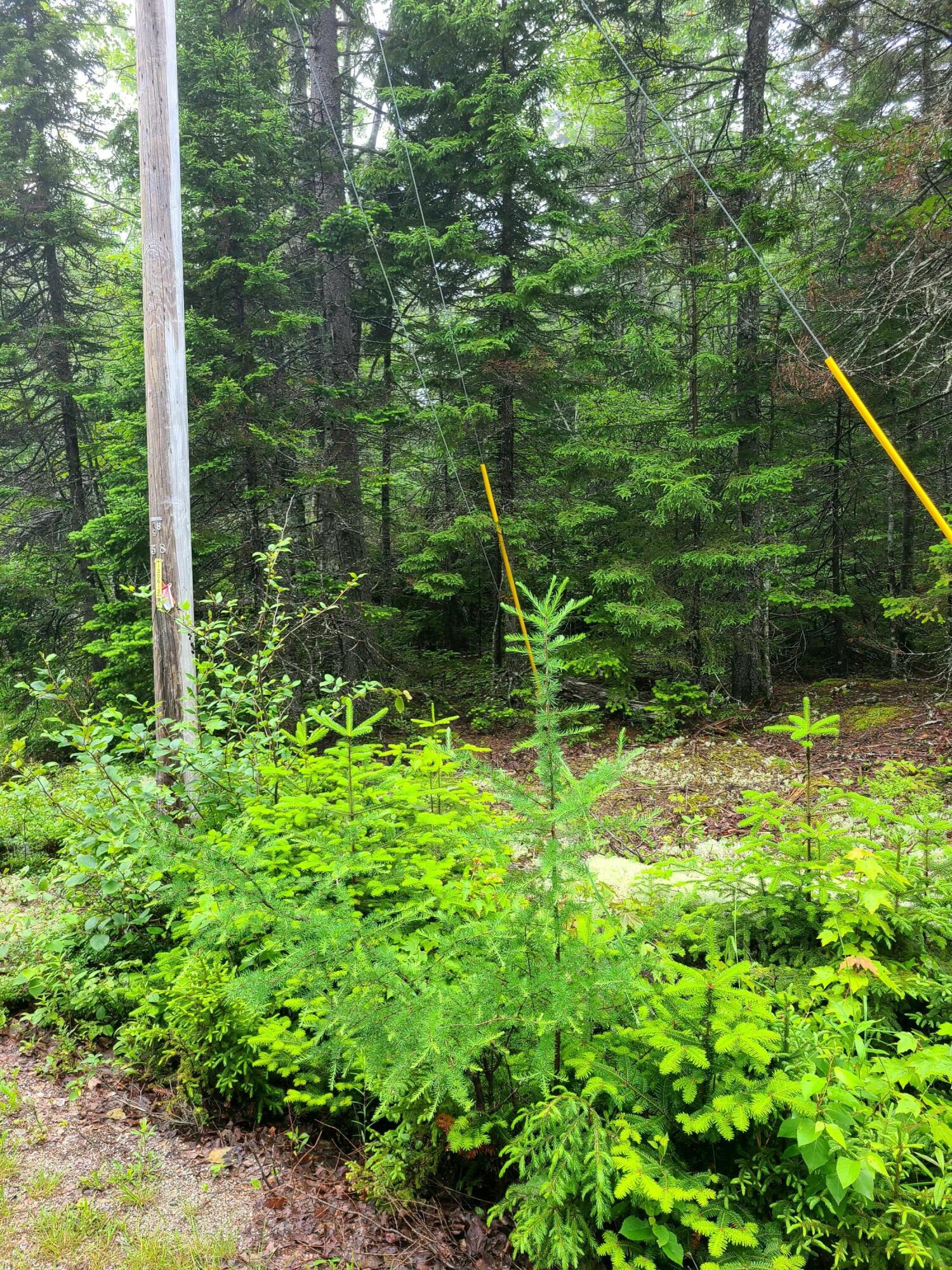 Lot 52 Paul Bunyan Road Corea, ME 04624 - Photo 2 of 8 20230627_125309