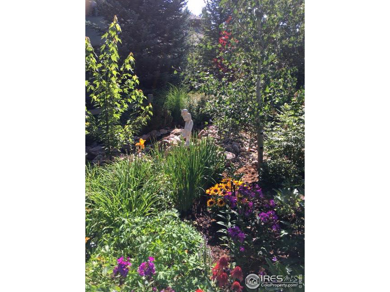 2435 Targhee Point Lafayette, CO 80026 - Photo 39 of 39 a picture of flowers